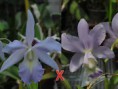 /album/orchidky/cattleya-akiva-modra-jpg/